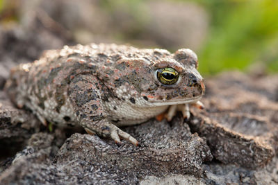 Close-up of lizard on rock