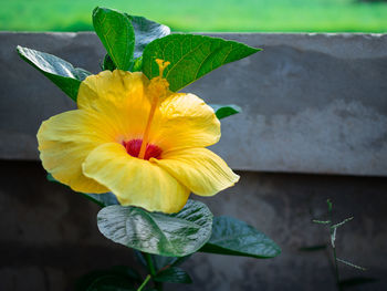 High angle close-up of hibiscus growing against wall