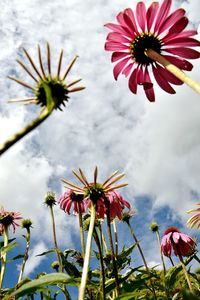 Low angle view of flowers blooming against clear sky