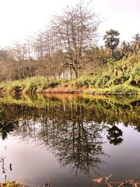 Reflection of trees in water