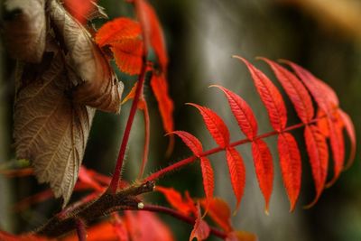 Close-up of red flowers