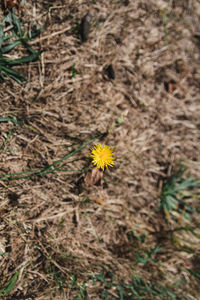 Close-up of yellow flower