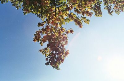 Low angle view of tree against sky