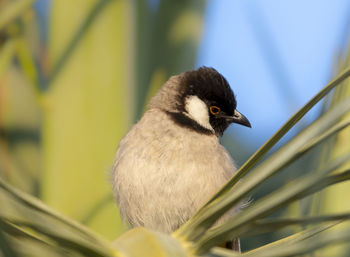 Close-up of bird perching on plant