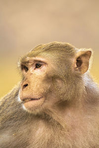 Side portrait of a macaque monkey