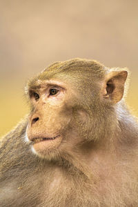 Close-up of monkey