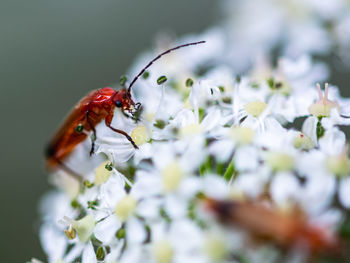 Close-up of insect on white flower