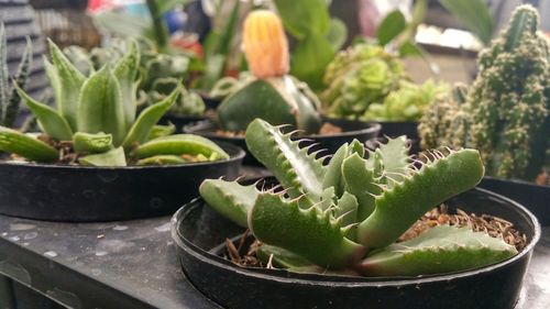 Close-up of potted plant on table