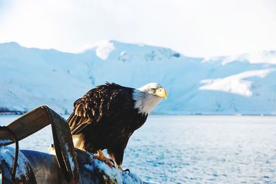 Close-up of eagle perching on snow