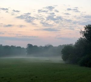 Trees on field against sky during foggy weather