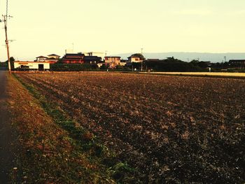 Cow grazing on field