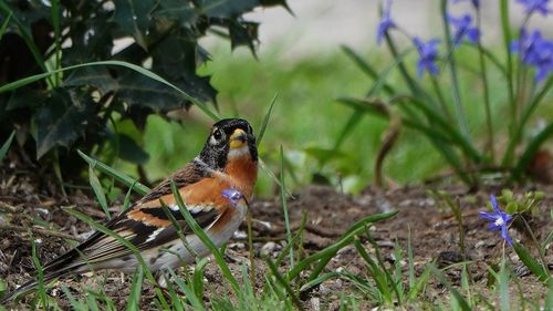 Bird perching on plant in field