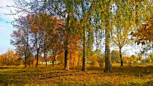 View of autumnal trees in the forest