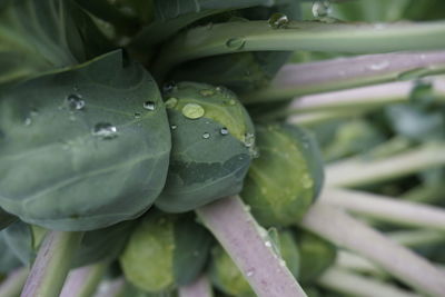 Close-up of wet leaf