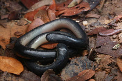 High angle view of snake on land