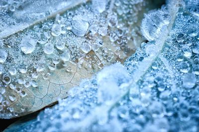 Close-up of frozen water drops on leaves