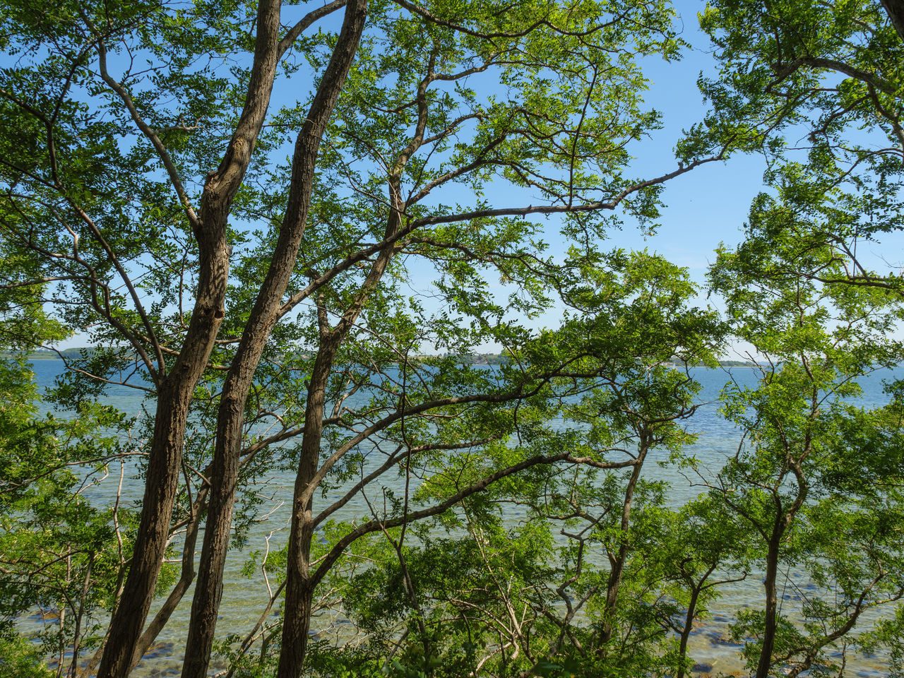 LOW ANGLE VIEW OF TREES GROWING IN FOREST