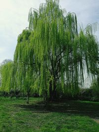 Low angle view of fresh green trees against sky