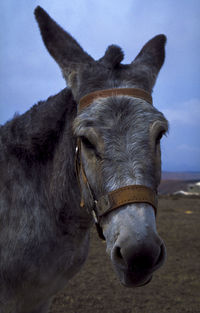 Close-up of a horse