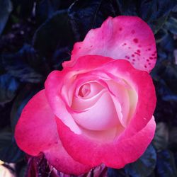 Close-up of pink rose