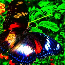 Close-up of butterfly on purple flower