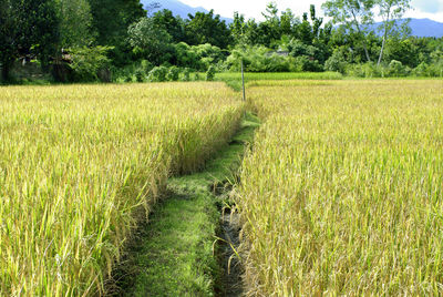 Beautiful asia rice paddle field golden ripe agriculture farm