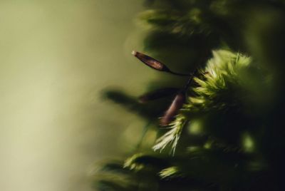 Close-up of plant against blurred background