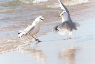 Birds in lake