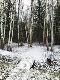 Trees in forest during winter