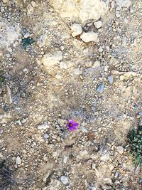 Close-up of flower on rock