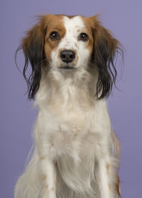 Portrait of dog against white background