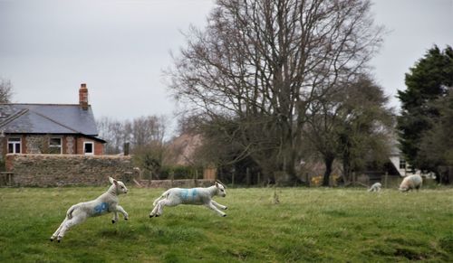 Dog running on field against sky