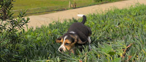 dog