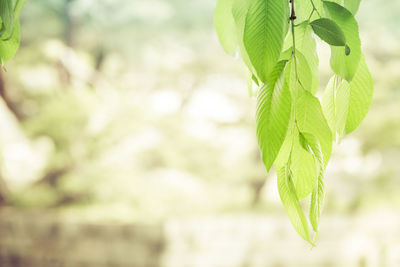 Close-up of fresh green leaves