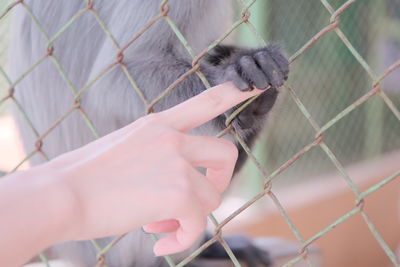 Cropped hand of woman holding chainlink fence