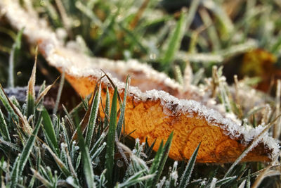 Close-up of frost on land