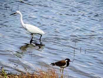 bird
