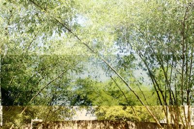 Low angle view of trees in forest