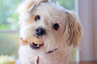 Close-up of puppy chewing toy bone