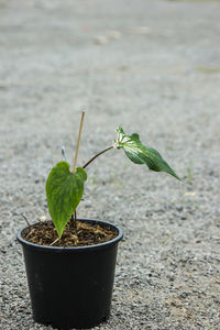 Bonsi is very popular in thailand and is expensive to be potted for sale.