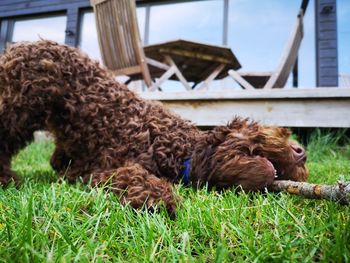 View of a dog relaxing on field