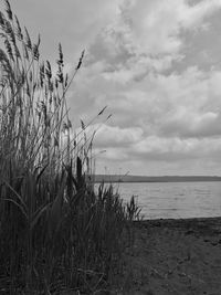 Plants on beach against sky