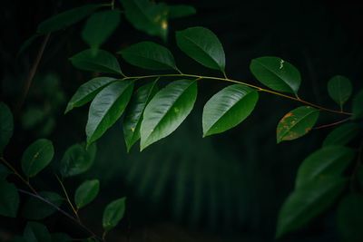 Close-up of leaves against blurred background