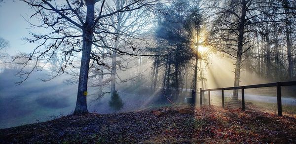 Sunlight streaming through bare trees during foggy weather