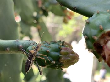 Close-up of fruit growing on tree