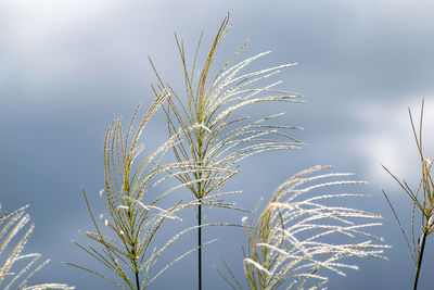 Low angle view of stalks against sky