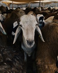 Portrait of cow in shed