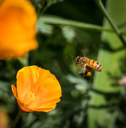 Close-up of bee pollinating on flower