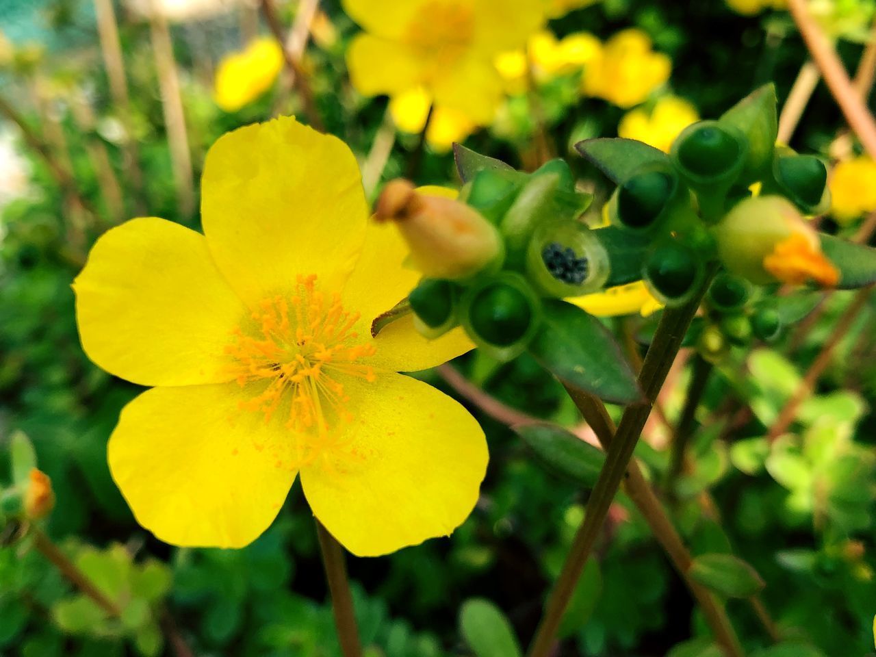 CLOSE-UP OF YELLOW FLOWER