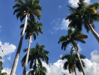 Low angle view of coconut palm trees against sky